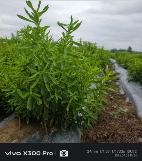 茶用甜叶菊 “甜侬6号” 试种产量创新高