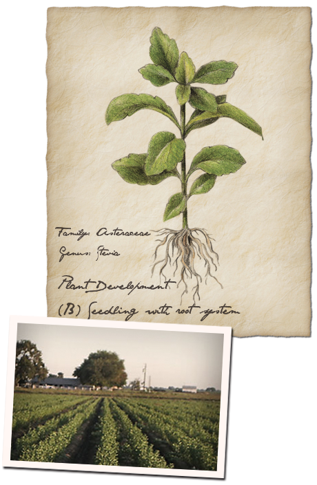 Stevia seedling illustration and crops in field