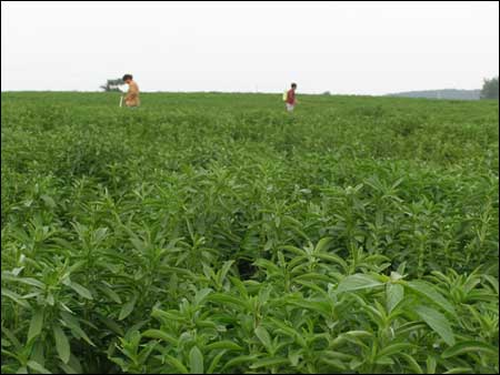 如何防治甜叶菊斑枯病