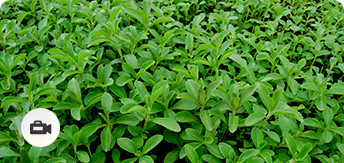 Stevia