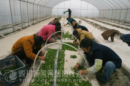 绵竹市：绵远镇积极发展特色种植业