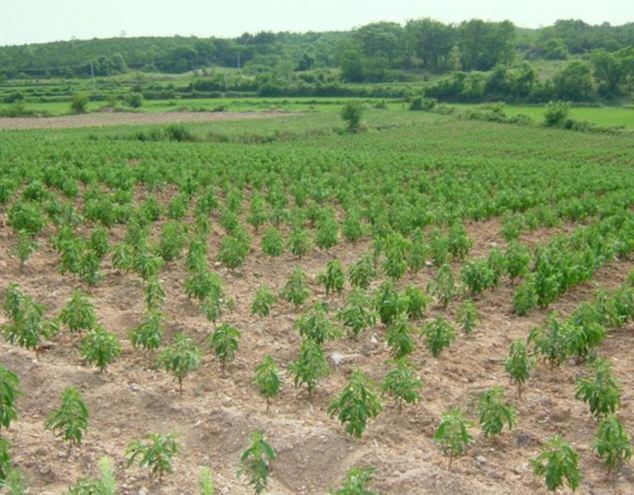 Guilt-free: Stevia, pictured being cultivated for use in the food industry, is being described as an ingredient which could help tackle obesity by cutting the calories in junk food and fizzy drinks